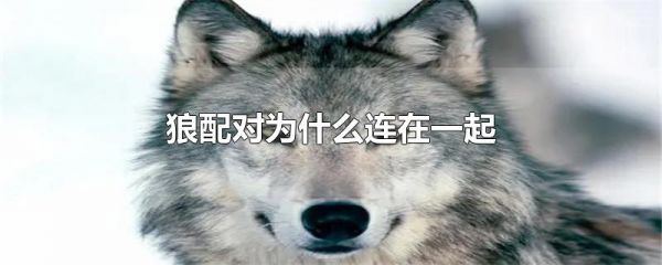 狼配对为什么连在一起