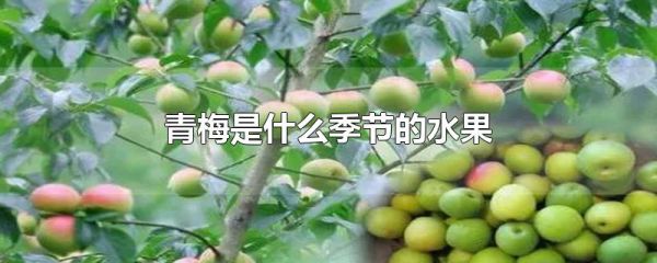 青梅是什么季节的水果