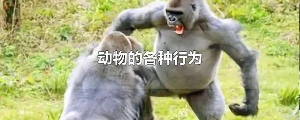 动物的各种行为