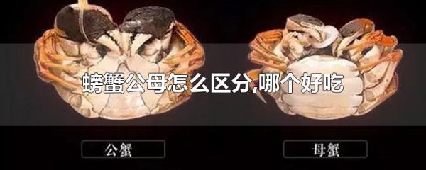 螃蟹公母怎么区分,哪个好吃