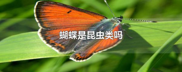 蝴蝶是昆虫类吗