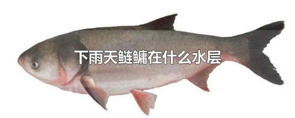 下雨天鲢鳙在什么水层