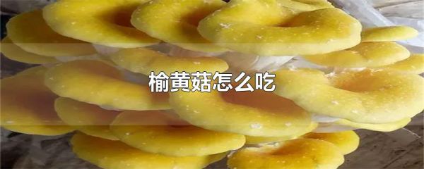 榆黄菇怎么吃