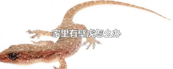 家里有壁虎怎么办