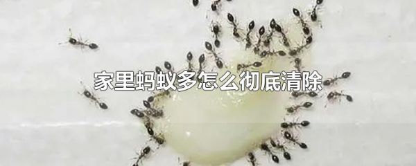 家里蚂蚁多怎么彻底清除