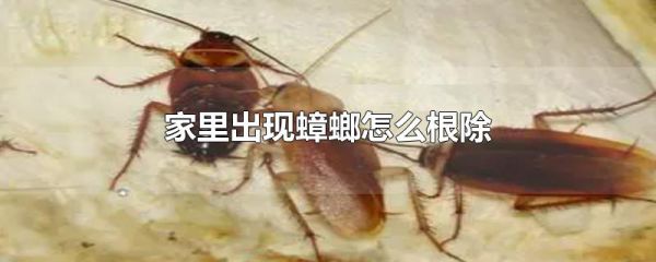 家里出现蟑螂怎么根除