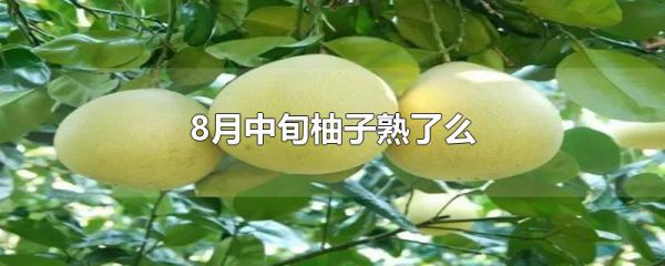 8月中旬柚子熟了么