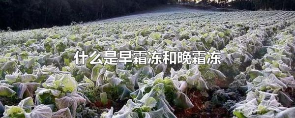 什么是早霜冻和晚霜冻