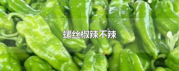 螺丝椒辣不辣