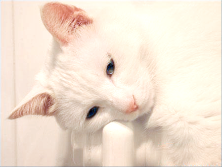 PS2022怎么给偏色的小猫调色