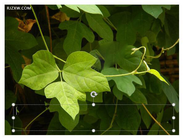 怎样在ppt图片上添加文字