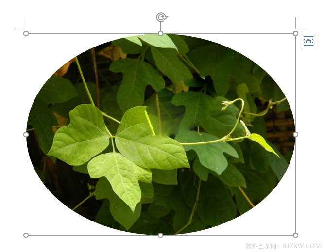 word图片裁剪为椭圆形状的方法