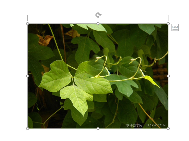 word图片裁剪为椭圆形状的方法