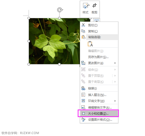 word中图片高度宽度怎么设置