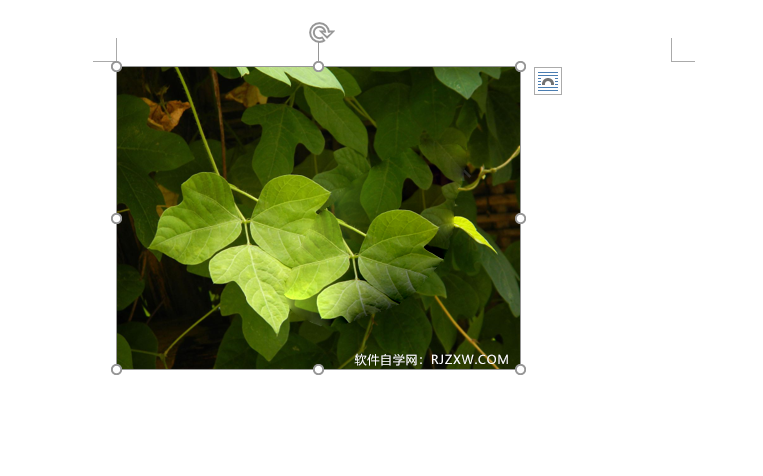 word中图片高度宽度怎么设置