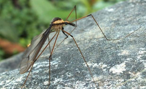 世界上体型最大的蚊子是