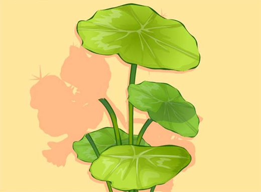 ai怎么绘制荷叶与荷花