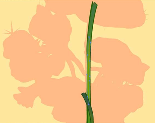 ai怎么绘制荷叶与荷花