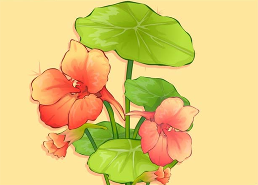 ai怎么绘制荷叶与荷花