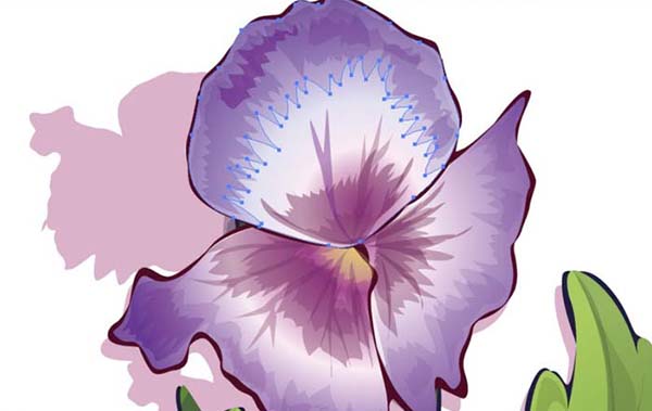 ai紫罗兰怎么画