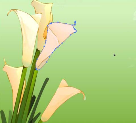 ai怎么画马蹄莲花束图片