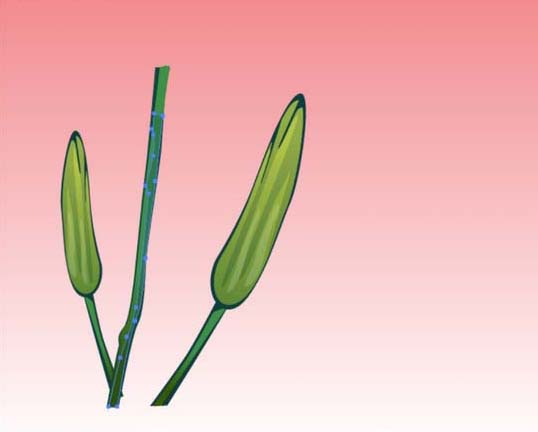 ai怎么画百合花效果图