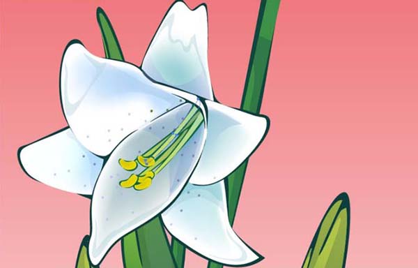 ai怎么画百合花效果图