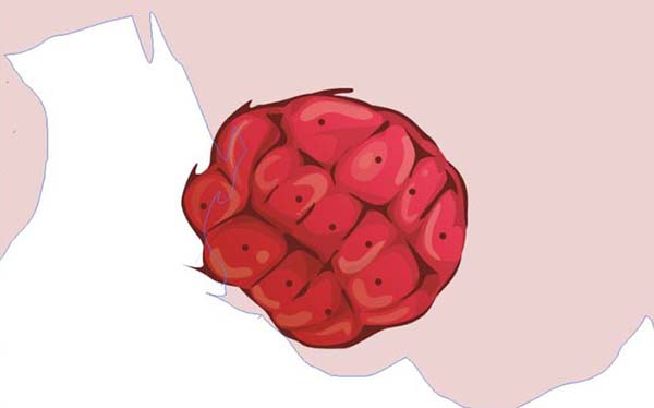 ai中绘制仿真水果