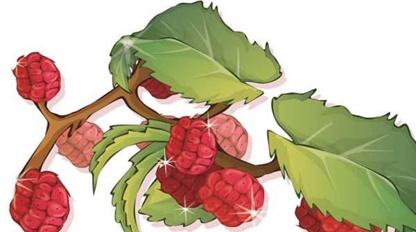 ai中绘制仿真水果