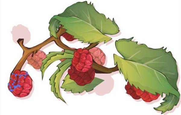 ai中绘制仿真水果