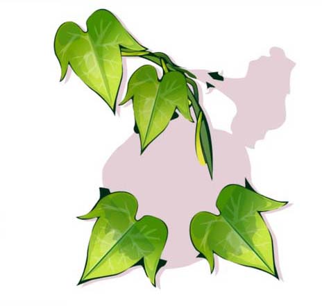 ai怎么画牵牛花图案