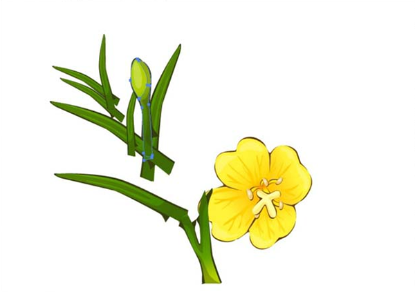 ai怎么画夜来香素材