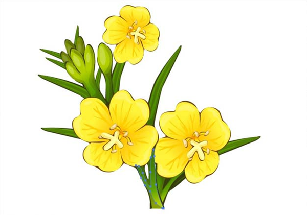 ai怎么画夜来香素材