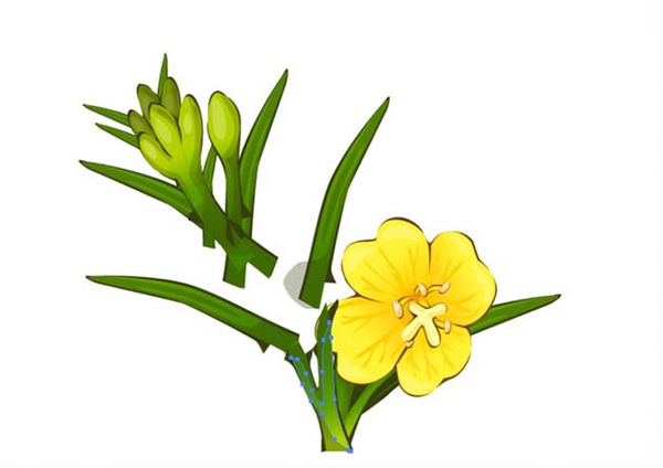 ai怎么画夜来香素材