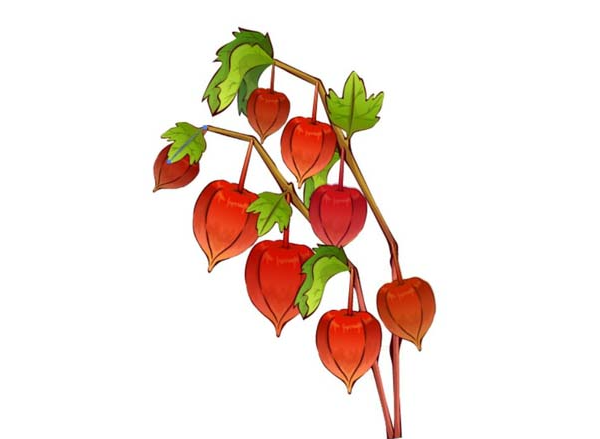 ai怎么画新鲜灯笼果