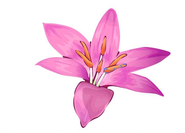 ai怎么画藏红花