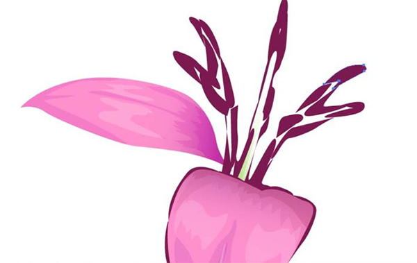 ai怎么画藏红花