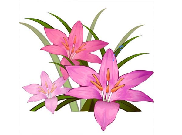 ai怎么画藏红花