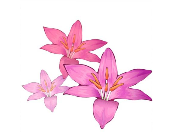 ai怎么画藏红花