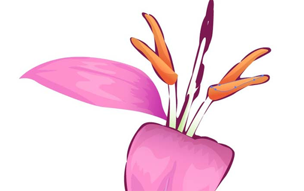 ai怎么画藏红花