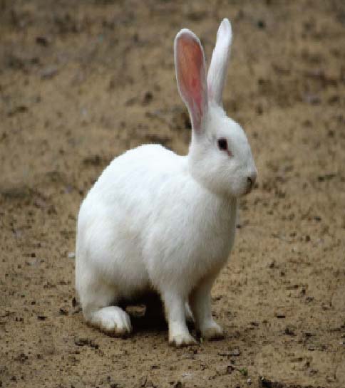 ai怎么绘制兔子剪影