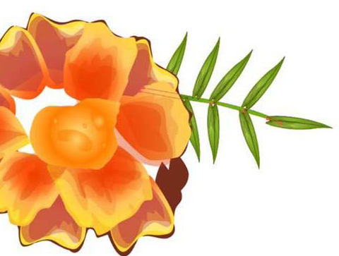 用ai画金盏花的彩铅效果