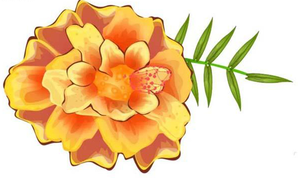 用ai画金盏花的彩铅效果