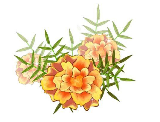 用ai画金盏花的彩铅效果