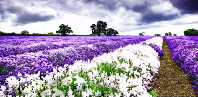 ai怎么扭曲图片