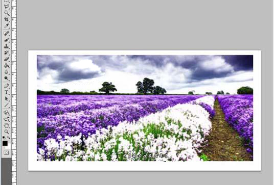 ai怎么扭曲图片