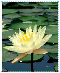 CorelDRAW中如何裁剪导入的位图