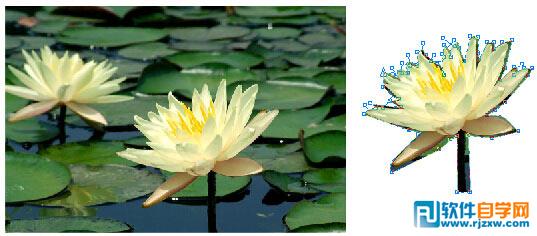 CorelDRAW中如何裁剪导入的位图