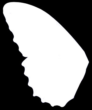 PS教你绘制美丽的蝴蝶