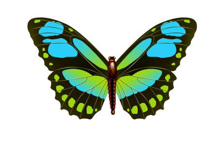 PS教你绘制美丽的蝴蝶